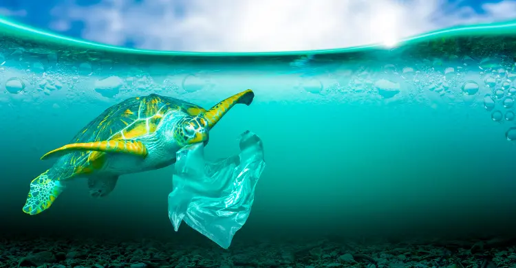 Marine Life plastic pollution